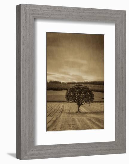 Schwartz - Lone Tree at Sunset-Don Schwartz-Framed Art Print