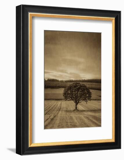 Schwartz - Lone Tree at Sunset-Don Schwartz-Framed Art Print