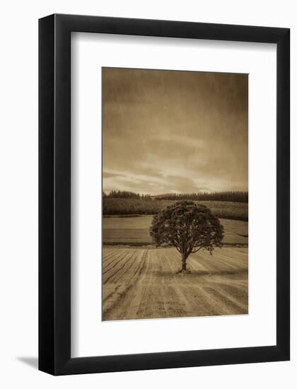 Schwartz - Lone Tree at Sunset-Don Schwartz-Framed Art Print