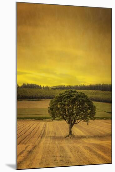 Schwartz - Lone Tree at Sunset-Don Schwartz-Mounted Art Print