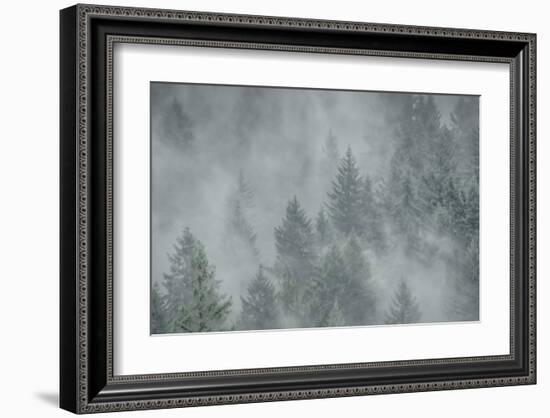 Schwartz - Misty Mood-Don Schwartz-Framed Art Print