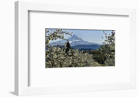 Schwartz - Pear Blossom Majesty-Don Schwartz-Framed Art Print