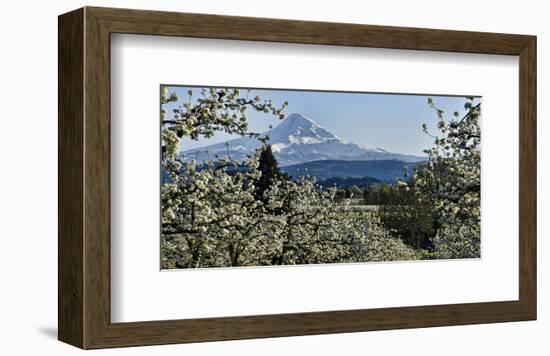 Schwartz - Pear Blossom Majesty-Don Schwartz-Framed Art Print