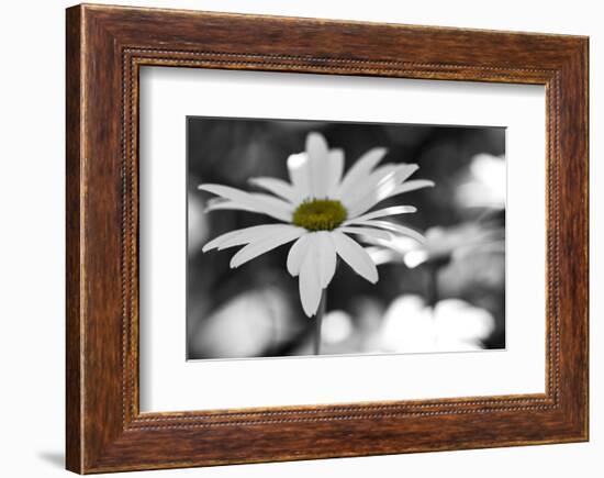 Schwartz - Sun-Speckled Daisy-Don Schwartz-Framed Art Print