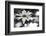 Schwartz - Sun-Speckled Daisy-Don Schwartz-Framed Art Print