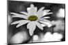 Schwartz - Sun-Speckled Daisy-Don Schwartz-Mounted Art Print