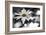 Schwartz - Sun-Speckled Daisy-Don Schwartz-Framed Art Print