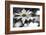 Schwartz - Sun-Speckled Daisy-Don Schwartz-Framed Art Print