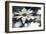 Schwartz - Sun-Speckled Daisy-Don Schwartz-Framed Art Print