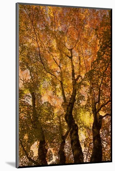 Schwartz - the Trees Dance-Don Schwartz-Mounted Art Print