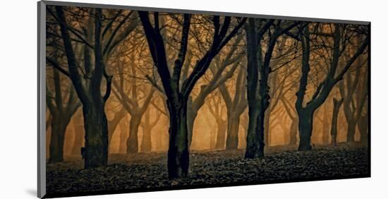 Schwartz - Woods Aglow-Don Schwartz-Mounted Art Print