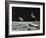 Sci Fi - Spaceships on Moon-null-Framed Giclee Print