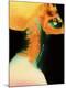 Photographic Print