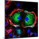 Premium Photographic Print