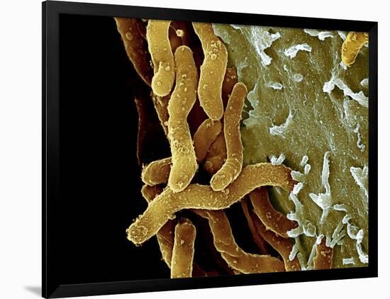 Photographic Print, , large