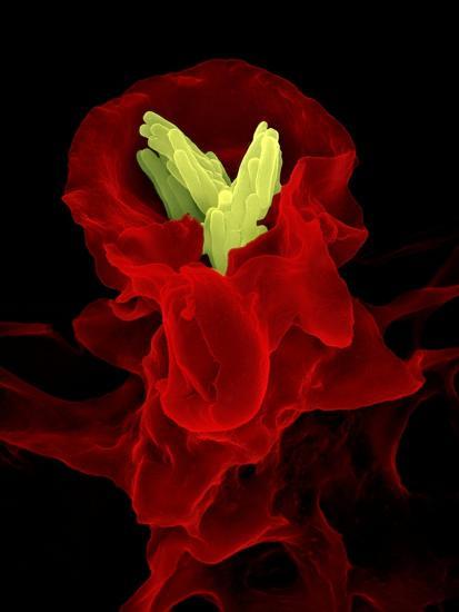 Photographic Print, , large