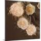 Premium Photographic Print
