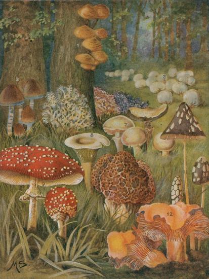 Premium Giclee Print, , large