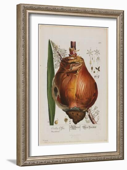 Scilla Offic, 1757-1773-Elizabeth Blackwell-Framed Giclee Print