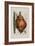 Scilla Offic, 1757-1773-Elizabeth Blackwell-Framed Giclee Print