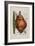 Scilla Offic, 1757-1773-Elizabeth Blackwell-Framed Giclee Print