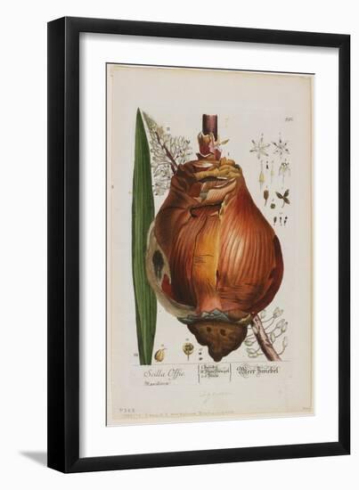 Scilla Offic, 1757-1773-Elizabeth Blackwell-Framed Giclee Print