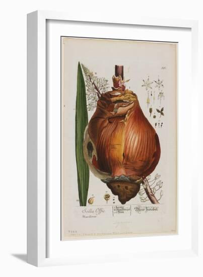 Scilla Offic, 1757-1773-Elizabeth Blackwell-Framed Giclee Print