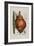 Scilla Offic, 1757-1773-Elizabeth Blackwell-Framed Giclee Print