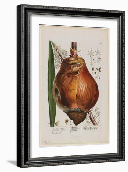 Scilla Offic, 1757-1773-Elizabeth Blackwell-Framed Giclee Print