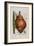 Scilla Offic, 1757-1773-Elizabeth Blackwell-Framed Giclee Print