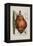 Scilla Offic, 1757-1773-Elizabeth Blackwell-Framed Premier Image Canvas