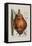 Scilla Offic, 1757-1773-Elizabeth Blackwell-Framed Premier Image Canvas
