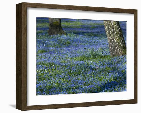 Scilla, (Scilla Siberica), Bielefeld, Nordrhein Westfalen, Germany-Thorsten Milse-Framed Photographic Print