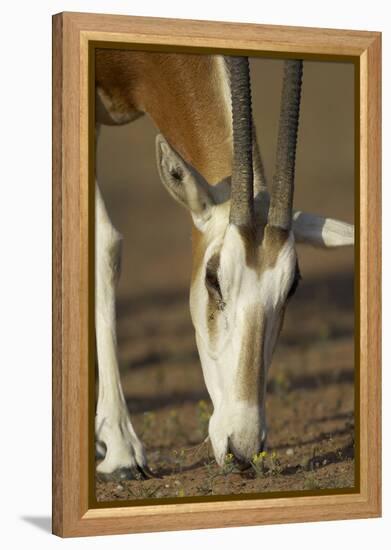 Scimitar-Horned Oryx (Oryx Dammah), Dubai Desert Conservation Reserve, Dubai, Uae-Staffan Widstrand-Framed Premier Image Canvas