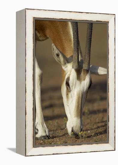 Scimitar-Horned Oryx (Oryx Dammah), Dubai Desert Conservation Reserve, Dubai, Uae-Staffan Widstrand-Framed Premier Image Canvas