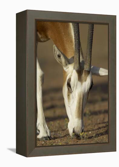 Scimitar-Horned Oryx (Oryx Dammah), Dubai Desert Conservation Reserve, Dubai, Uae-Staffan Widstrand-Framed Premier Image Canvas