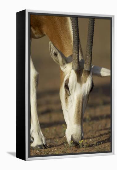 Scimitar-Horned Oryx (Oryx Dammah), Dubai Desert Conservation Reserve, Dubai, Uae-Staffan Widstrand-Framed Premier Image Canvas