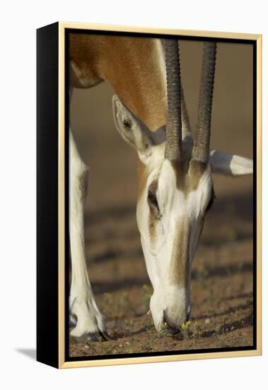 Scimitar-Horned Oryx (Oryx Dammah), Dubai Desert Conservation Reserve, Dubai, Uae-Staffan Widstrand-Framed Premier Image Canvas