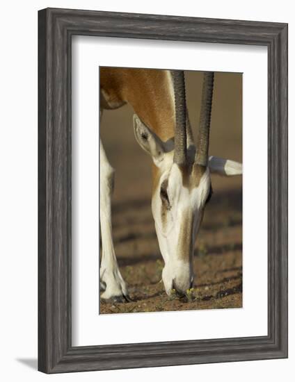 Scimitar-Horned Oryx (Oryx Dammah), Dubai Desert Conservation Reserve, Dubai, Uae-Staffan Widstrand-Framed Photographic Print