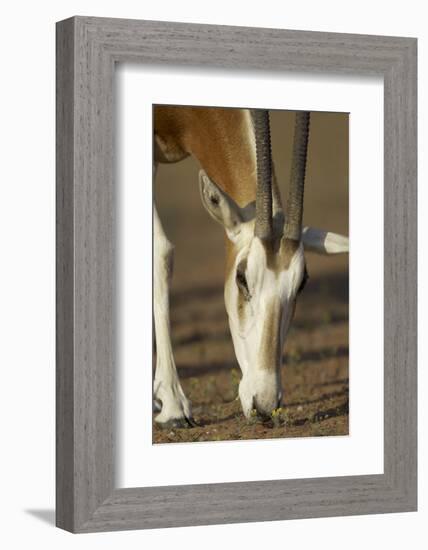 Scimitar-Horned Oryx (Oryx Dammah), Dubai Desert Conservation Reserve, Dubai, Uae-Staffan Widstrand-Framed Photographic Print