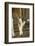 Scimitar-Horned Oryx (Oryx Dammah), Dubai Desert Conservation Reserve, Dubai, Uae-Staffan Widstrand-Framed Photographic Print