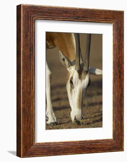 Scimitar-Horned Oryx (Oryx Dammah), Dubai Desert Conservation Reserve, Dubai, Uae-Staffan Widstrand-Framed Photographic Print