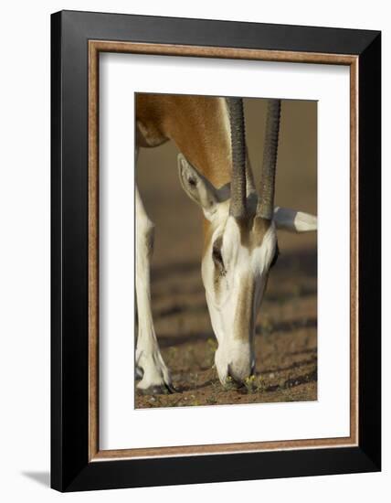 Scimitar-Horned Oryx (Oryx Dammah), Dubai Desert Conservation Reserve, Dubai, Uae-Staffan Widstrand-Framed Photographic Print