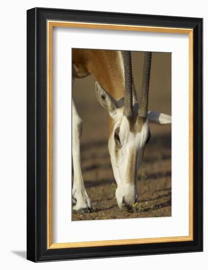 Scimitar-Horned Oryx (Oryx Dammah), Dubai Desert Conservation Reserve, Dubai, Uae-Staffan Widstrand-Framed Photographic Print