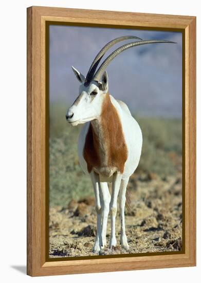 Scimitar-Horned Oryx-null-Framed Premier Image Canvas