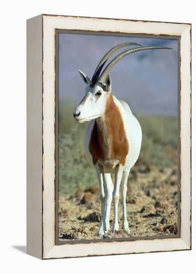 Scimitar-Horned Oryx-null-Framed Premier Image Canvas