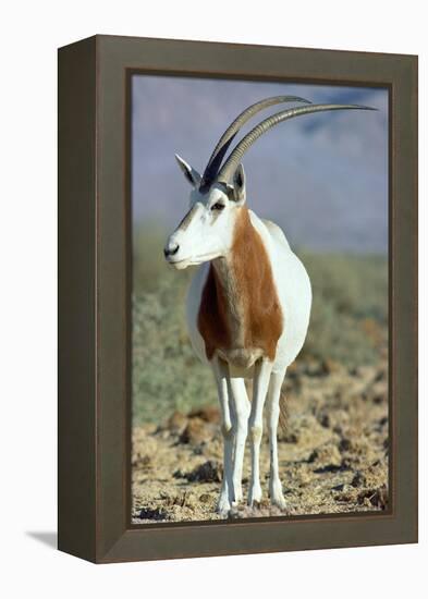 Scimitar-Horned Oryx-null-Framed Premier Image Canvas