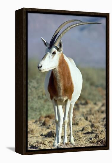 Scimitar-Horned Oryx-null-Framed Premier Image Canvas