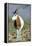 Scimitar-Horned Oryx-null-Framed Premier Image Canvas