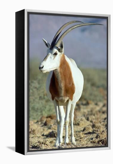 Scimitar-Horned Oryx-null-Framed Premier Image Canvas